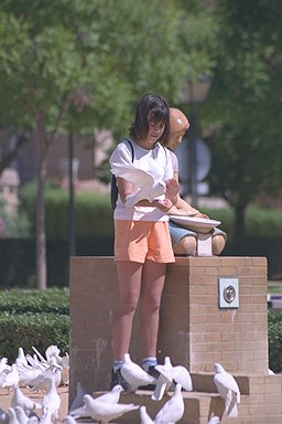 Picture of Girl feeding pigeons.