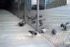 pigeon1.jpg (27,670 bytes)