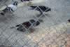 This is the one bird who started it all for me.... (31,591 bytes)