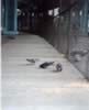 pigeon4.jpg (15,921 bytes)