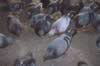 pigeon9.jpg (39,162 bytes)